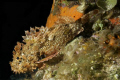 Spotted Scorpionfish at night at Chancanaab on July 11, 2009

Shot with Canon EOS 5D Mark II EF 17-40 F/4L Lens set at  f/10, 1/160, ISO 400 at 40.0mm

