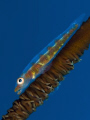 Whip goby
