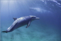 Friendly dolphin taken at Sodwana Bay, South Africa