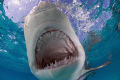 Lemon shark taken with a pole cam.