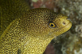 Golden Moray getting cleaned by a shrimp