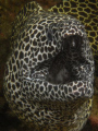 Honeycomb moray (l:Gymnothorax favagineus)

Aquarium, Damaniyat Islands