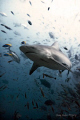Bull shark enjoying the Fiji sun.  Taken with Nikon D90 with twin Z240's.  17-55mm lens.