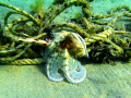 an octopus in daytime posing,pictures taken while snorkeling,depth5-6m no strobe,no flash,camera is intova ic600