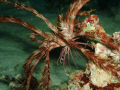 The Walking Feather Star