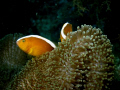 Another kind of clown fish. C7070 with epoque wide angle lense