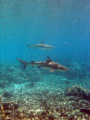 Black tip and silver tip in the Pass of Fakarava