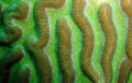 Macro shot of gorgeous Brain Coral. St Lucia.
Shot with Olympus Mju 700 and DCL-20 WA lens. No strobe.