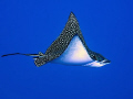 Spotted eagle ray, taken at the corner of Ras Um Sid. Canon G10   with Epoque ds150 strobe.