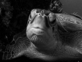 turtle...I think this portrait is better in B/W...;-)