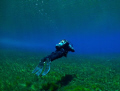 Dive leader doing his dolphin kick.  Clear Lake in Oregon Cascade mountains.  Olympus SP350 and Inon Wide Angle lens.