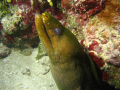Green Moray Eel  Canon G10 Ikelite strobes.  Look at his left eye.  Eels certainly aren't known for their strong eye sight.