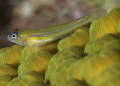 Goby shot with D300 and 105mm macro lens