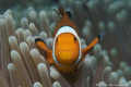 Nemo...
Just a crazy little clown fish that enjoyed showing off