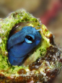Cute  Blenny.
Canon G10 with Epoque strobe
