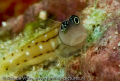 Blenny looking at me, thinking who are you?
Taken with 60 mm marco, Wakatobi, Indonesia.