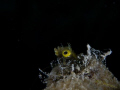 Secretary Blennies became my favorite subject in Bonaire. They were tiny but fun to photograph