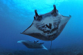 Manta point / Nusa Penida - Bali