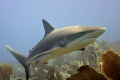 Caribbean grey shark @ jardines de la reina, cuba. Taken with Nikon d90 + nimar housing, no flash