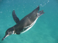 Diving penguin, Galapagos Islands