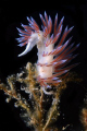 Nudibranch from Bodrum/Turkiye