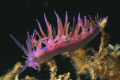 flabellina nudibranch