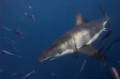 Great white makes a pass on the bait - Guadalupe Island