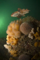 Ballan wrasse swimming over Dead Mens' fingers, St Abbs, Scotland.  Nikon D100 & 10.5mm lens