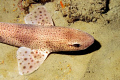 A Lesser spotted dogfish near Lyme Regis on south coast of England.  Shot with a G10 and Epoch ES230DS flash.