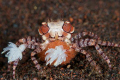 Boxer Crab with Eggs