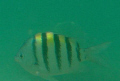 This fish is known as the Sargeant Major (Abudufduf Saratallis) because of the stripes on his back. He lives on the reefs in mid-water, frequently in groups, and will often accompany you as you go diving.