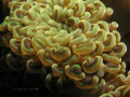 coral texture close up shot