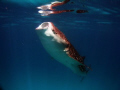 Whale shark feeding - North Aril atoll, Maldives. Canon G9 WA lens / Ikelite housing