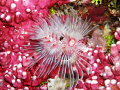 Pink on Pink.
lovely tube worms, we've always called them Christmas tree worms
Wakatobi