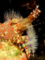 Marbled shrimp