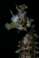 A West Australian seahorse under the Ammo Jetty, south of Perth WA.  This little guy was hiding behind some weed but I got a shot when he popped out.   My first dive with my new twin Inon Z240's and my fifth dive with my new Nikon D300.