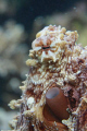 Red sea octopus face