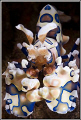 Harlequin shrimp