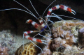 A banded boxer shrimp