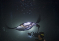 Manta night dive near Kailua Kona Int'l Airport from Kona Aggressor.  We were graced with twelve mantas on his evening.