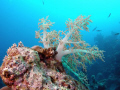 red sea soft coral