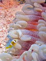 Baby Amphiprion face to face with shrimp....Shooted in Wadi Lahami...
