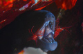 giant moray & dentists