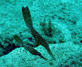 A pair of very nice Thin Ghost Pipefish
Taken during a muck dive, Cheeky Beach, Buton Island, Wakatobi