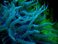 Anemone!