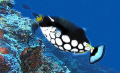 ballistas clown trigger fish--Apo reef