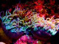 Anemones!
