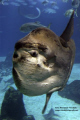 Sunfish (or in portuguese: Peixe-Lua, wich means 