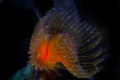 a new borned spyrobranchus