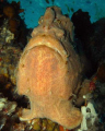 Frogfish are every obliging, they normally sit very still when you want to take photos, and this one was no exception